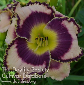 Daylily Kingdom Keepers